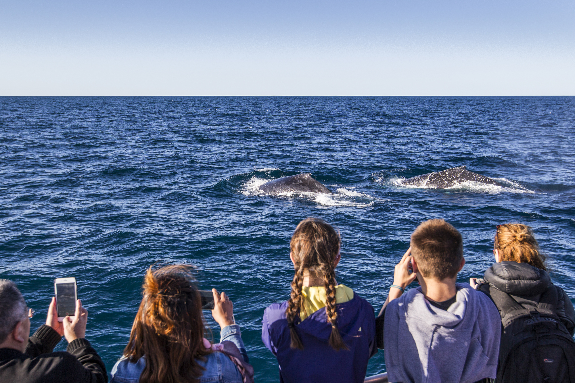 whale watching tours yamba