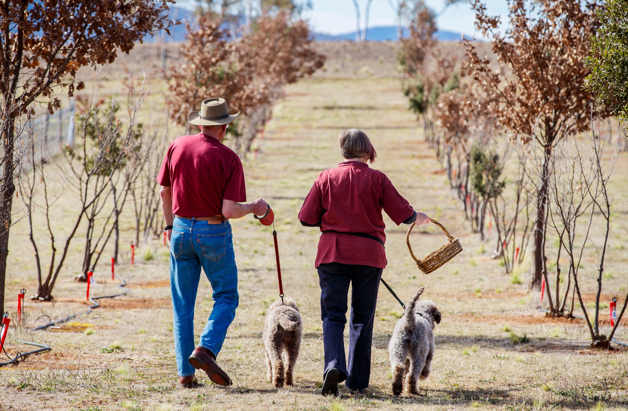 Embark on a truffle hunt this winter