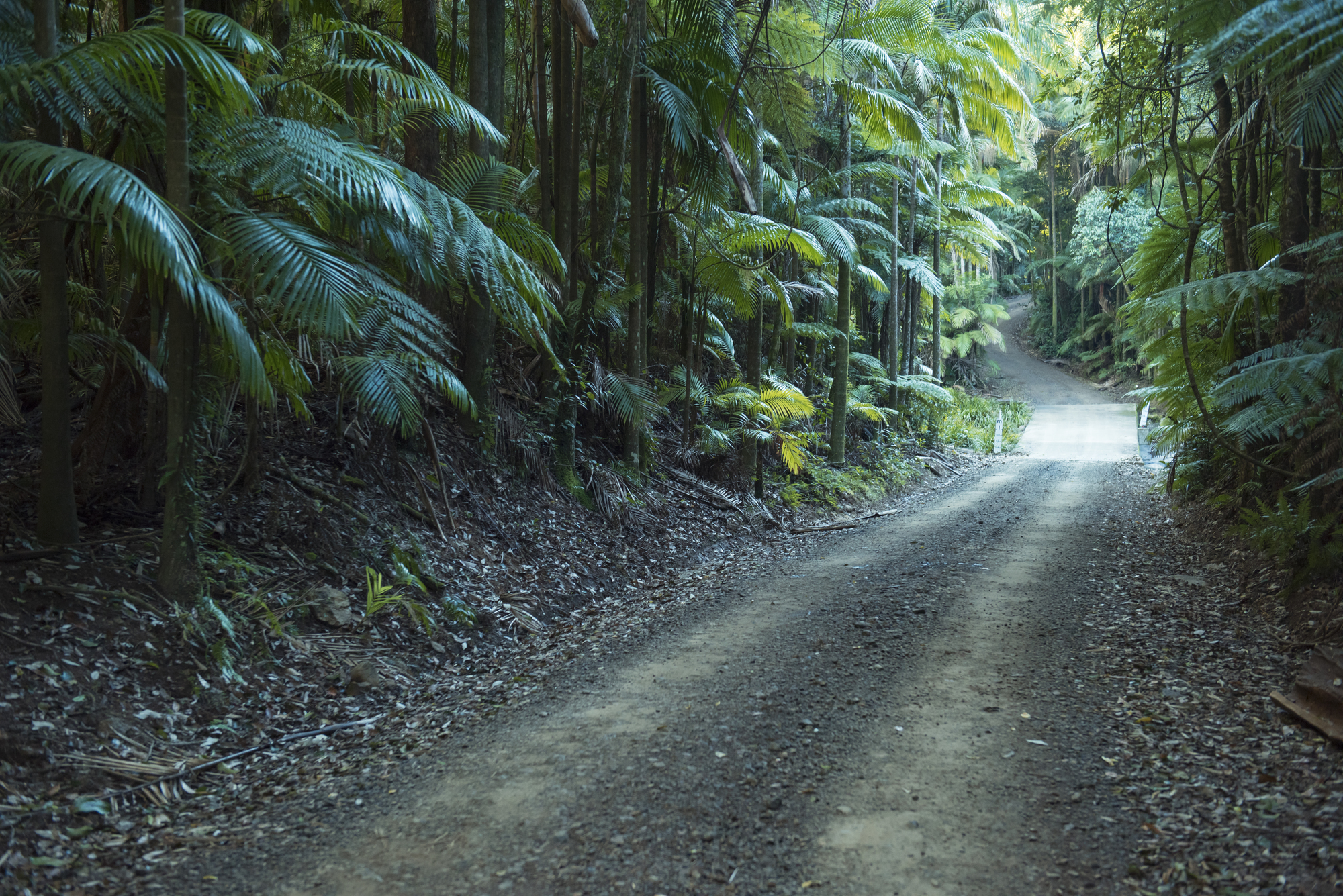 NSW Rainforest environments