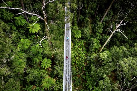 Illawarra Fly Treetop Adventures, Knights Hill
