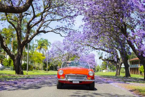 Grafton Jacaranda Festival, Northern Rivers