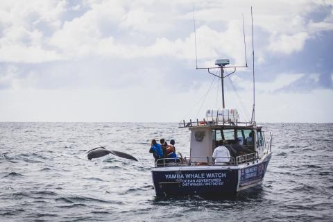 Yamba Whale Watch Ocean Adventures, Yamba